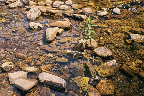 Mountain River Berg Natur Gröna Skogar Och Försiktigt Blå Himmel — Stockfoto