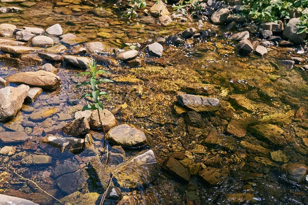 Mountain River Berg Natur Gröna Skogar Och Försiktigt Blå Himmel — Stockfoto