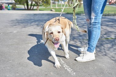 Açık renk labrador parkta yürüyor