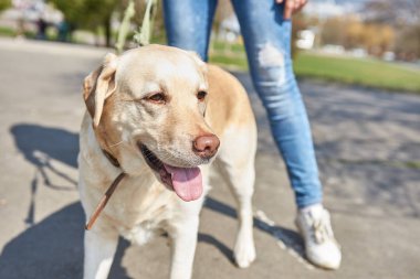 Açık renk labrador parkta yürüyor
