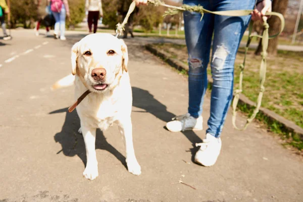Açık renk labrador parkta yürüyor