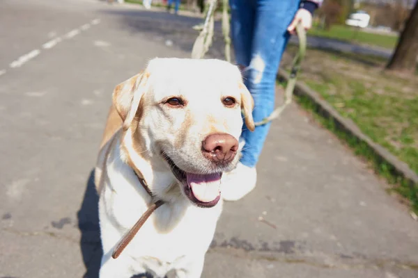 Labrador Color Claro Caminando Por Parque — Foto de Stock