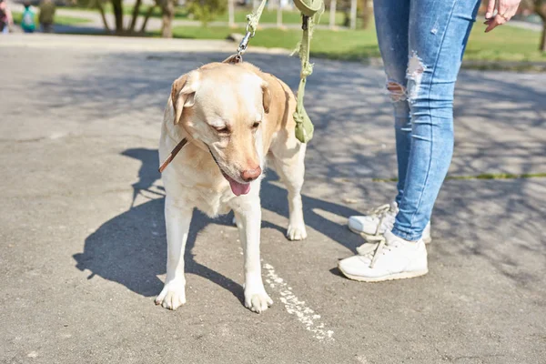 Açık renk labrador parkta yürüyor