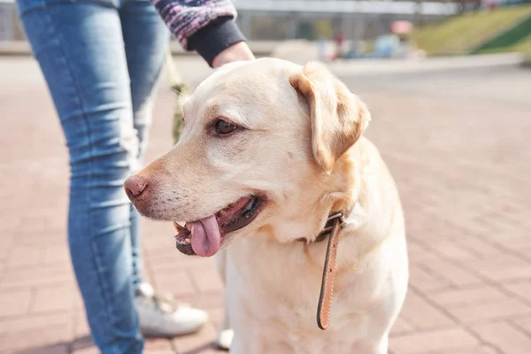 Labrador Color Claro Caminando Por Parque — Foto de Stock