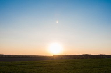yeşil alanda akşam bahar akşam ayçiçeği ve sıcak bir gökyüzü 