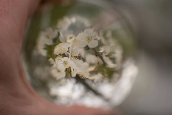 Glonț Transparent Sticlă Care Reflectă Natura Cerul — Fotografie, imagine de stoc