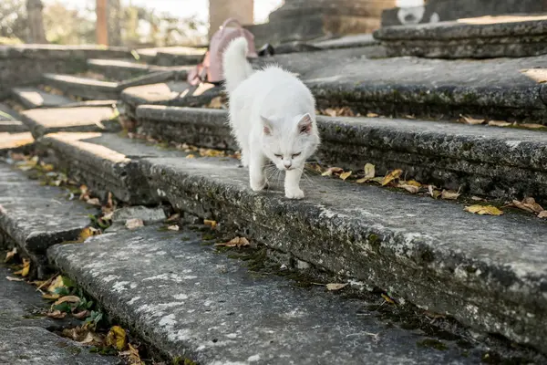 white fluffy cat on old stone stairs in the rays of the morning sun
