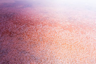 Gül tuzu gölü Sivash üretimi, tuz ve terapi çamuru. Ukrayna Kherson bölgesi.