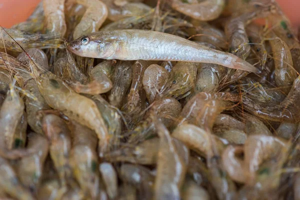 Montón Camarones Blancos Concepto Aleatorio Camarones Para Una Alimentación Saludable —  Fotos de Stock