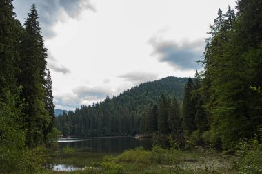 Synevir Gölü. Güzel doğa manzarası var. Kıyısında uzun ağaçlar olan kozalaklı orman, durgun suya yansıyor. Yazın dağ gölü. Bulutlu mavi gökyüzü. Güzel manzara