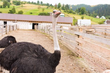Devekuşu, çitin arkasından, ağılda, genç bir Afrikalı devekuşunun portresi, büyük kirpikleri.