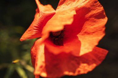 Doğal ışıkta canlı kırmızı bir gelinciğin yakın çekimi, narin taç yapraklarını ve karanlık merkezini gözler önüne seriyor. Doğa, bahar ve bahçe temaları için mükemmel.