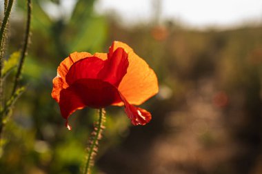 Doğal ışıkta canlı kırmızı bir gelinciğin yakın çekimi, narin taç yapraklarını ve karanlık merkezini gözler önüne seriyor. Doğa, bahar ve bahçe temaları için mükemmel.