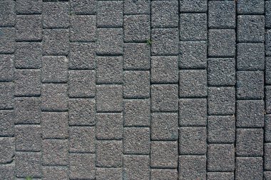 Sakin bir orman yolu, yüksek ağaçlar ve yemyeşil eğreltiotları olan sık bir ormanın içinden esiyor. Güneş ışığı gölgelikten süzülür,