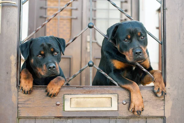 Rottweilers sentados en la puerta . Imágenes de stock libres de derechos