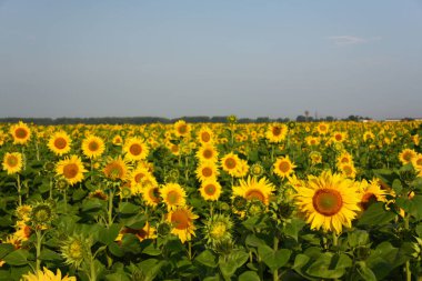Gökyüzüne karşı açan ayçiçekleri