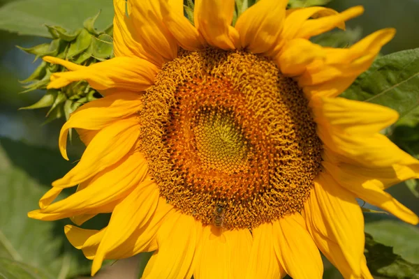 Girassol Florescente Amarelo Close — Fotografia de Stock