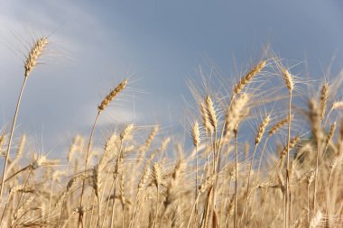 Buğday tarlası. Fırtınalı bir gökyüzüne karşı hasat etmeden önce olgunlaşmış altın buğday kulakları
