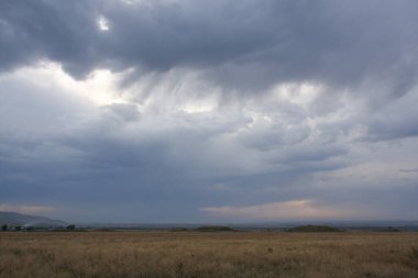 Güzel fırtına bulutları. Tarlanın üzerine yağmur bulutları yağar