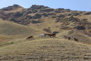 Dağlarda vahşi atlar. Kazakistan