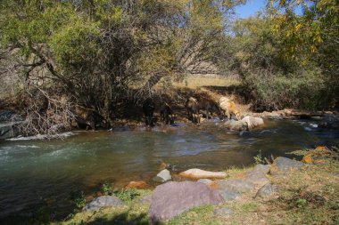 İnek içme suyu nehri. Dağ nehrinden su içen susamış inek. Ormandaki nehrin kıyısındaki ineğe yaklaş.