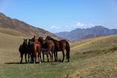 Dağlarda vahşi atlar. Kazakistan