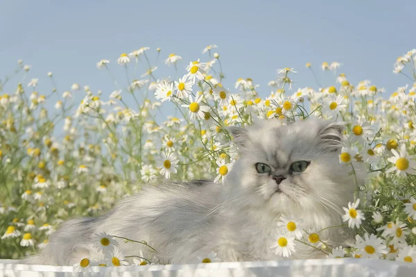 Çiçekli Yalancı Kedi Portresi — Stok fotoğraf