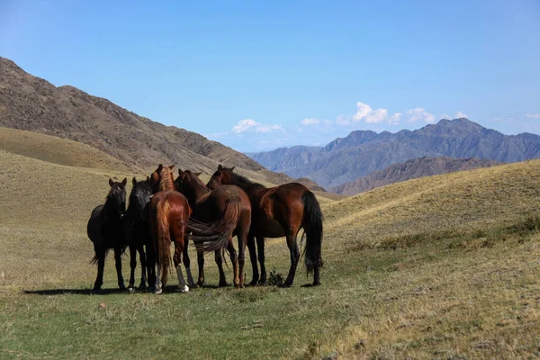 Vilda Hästar Bergen Kazakstan Royaltyfria Stockfoton