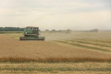 Tarladaki hasat ekinleri hasat ediyor. Ukrayna