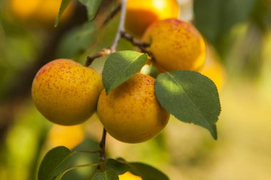 Olgun, parlak kayısılar dalda