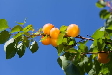 Mavi bir arka planda bir dalda olgun kayısılar