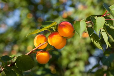 Olgun, parlak kayısılar dalda