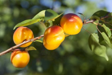 Olgun, parlak kayısılar dalda