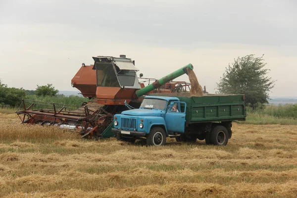 Перевантаження Зерна Комбінації Автомобіль Полі Україна — стокове фото