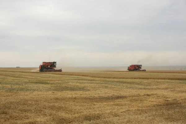 Збирання Врожаю Полі Збирає Зернові Культури Україна — стокове фото