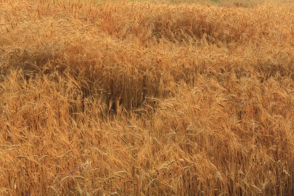 Wheat Field Ripe Golden Wheat Ears Harvesting — Stock Photo, Image