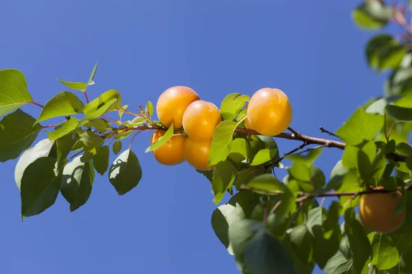 Albaricoques Maduros Sobre Una Rama Sobre Fondo Cielo Azul — Foto de Stock