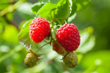Meyve bahçesindeki bir dala asılı olgun organik ahududu.