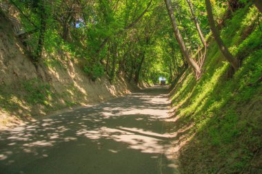 Yazın köy yolu. Köy yolu üzerinde bir ağaç tüneli.