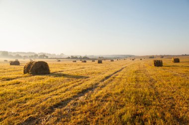 Samanlıklarıyla güzel sarı tarlalar