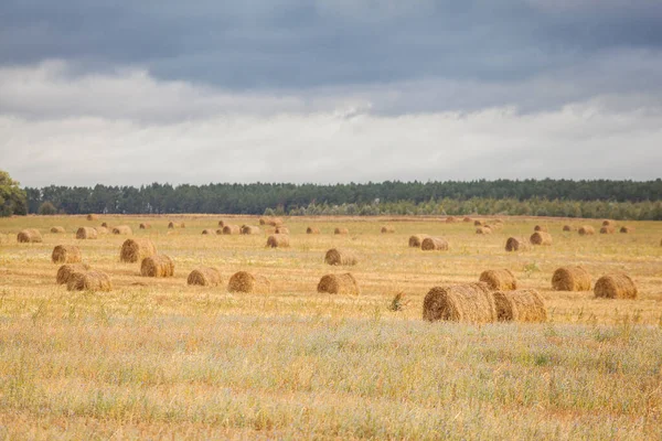 Beautiful Yellow Field Haystacks — Stock Photo, Image