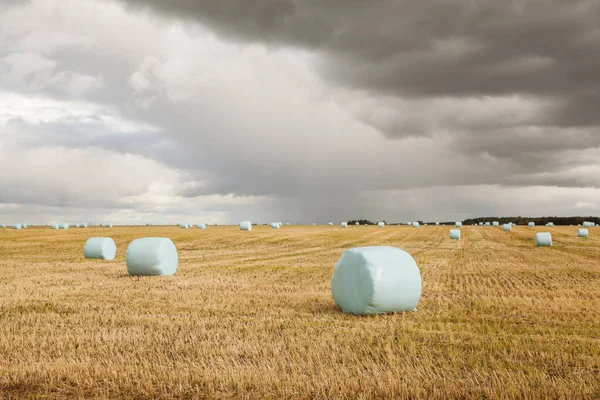 Landscape with hay bales in plastic wrap on autumn field