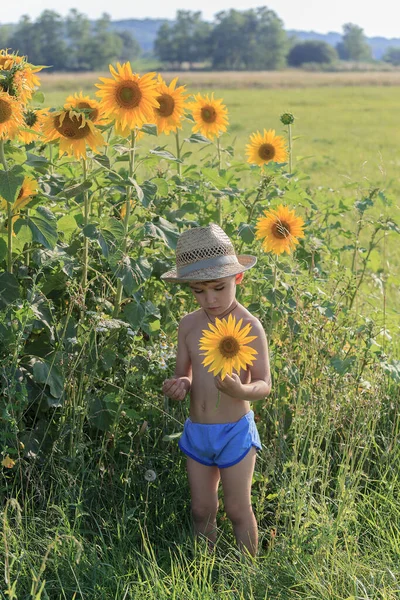 Porträt Eines Kleinen Jungen Mit Strohhut Und Sonnenblume Auf Einem — Stockfoto