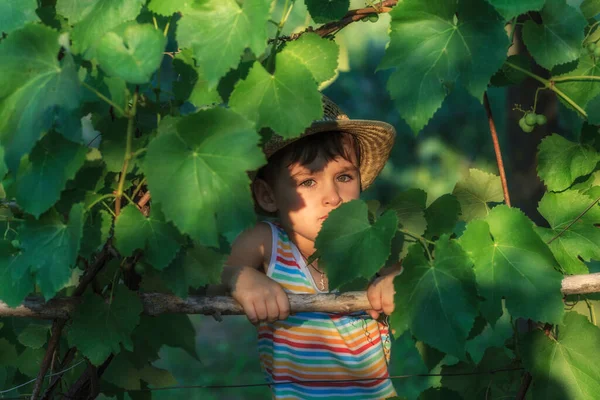 Porträt Eines Kleinen Jungen Mit Strohhut Inmitten Von Weinblättern — Stockfoto
