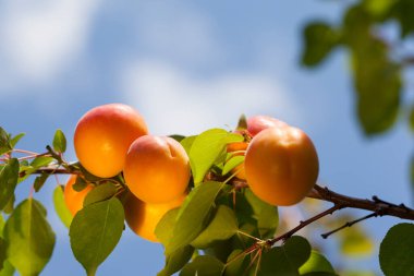 Mavi bir arka planda bir dalda olgun kayısılar