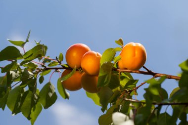 Mavi bir arka planda bir dalda olgun kayısılar
