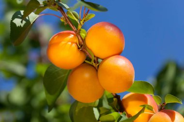 Mavi bir arka planda bir dalda olgun kayısılar