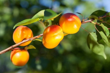Olgun, parlak kayısılar dalda