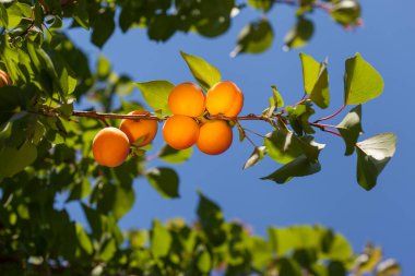 Mavi bir arka planda bir dalda olgun kayısılar