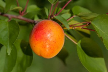 Olgun kayısıya yakın bir dal üzerinde 